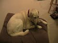hello and welcombe back to dog time; this video is a reminder to you people that me and my dog have not dead.