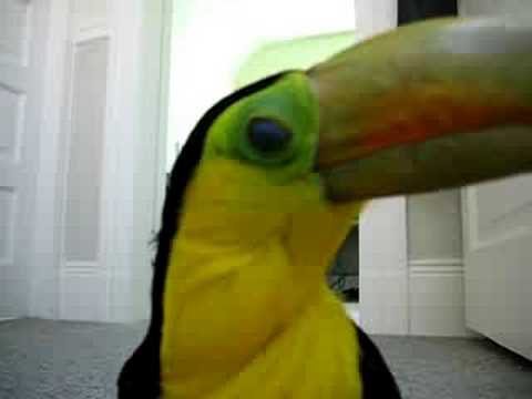 Toucan plays with jacks (surprise extra)