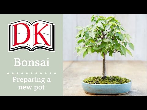 how to replant a bonsai plant