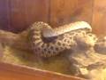 adult western hognoses (heterodon nasicus) mating