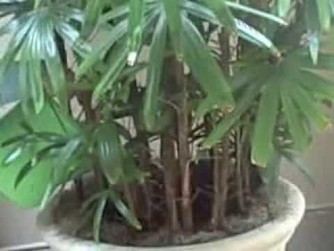 how to transplant rhapis palm