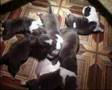 amstaff Goldsmith S litter
