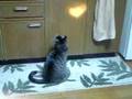 くびかしげねころん
