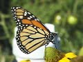 Papillon monarque Monarch Butterfly