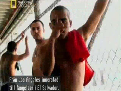 ms 13