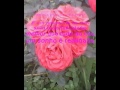 PSIU (TeleMSG)