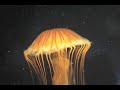 Click here to watch this video jellies