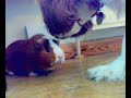 Harvey, Cavalier King Charles and Mr Scruff the guinea pig Harvey, Cavalier King Charles and Mr Scruff the guinea pig