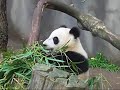 Pandas at San Diego Zoo