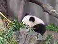 Pandas at San Diego Zoo