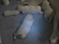 Ricochet Labradors Yellow English Lab pups