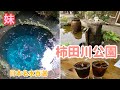 静岡県　日本名水百選　湧水のでる柿田川公園に行ってきました