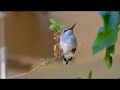Baby Hummingbirds Part II