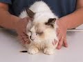 Real H- Homeo Pet, depoimento Cristiana (Pelanca)