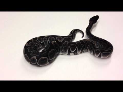 YouTube reptile video