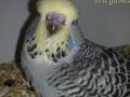 Abugamela - abu gamela birds -طيور ابو جميلة 2009-2010