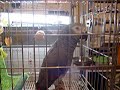 Star Wars Parrot ?????????????????????????Belching & Sorry