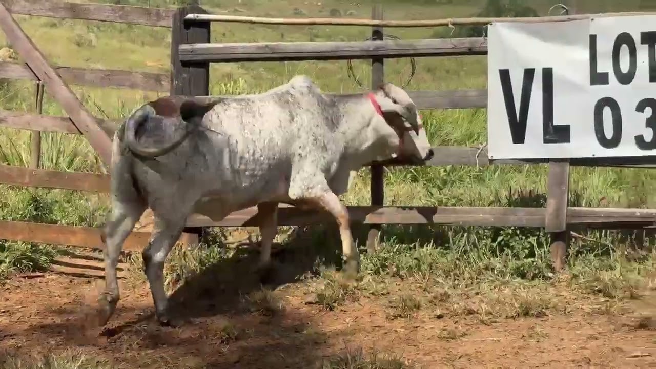 LOTE 39