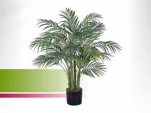 how to transplant areca palm tree