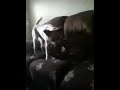 Rocky,Fetch,