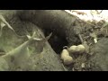 Shrew, chipmunk, and happy seed
