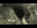 videos de Shrew, chipmunk, and seed