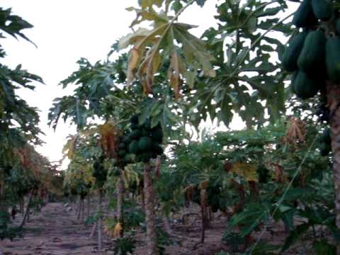 how to harvest papaya
