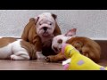 Super bulldog puppies www.englishbulldogbreeder.net call @ 786-206-9330