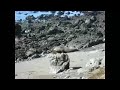 Mating sea lions 2