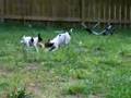 Toy Fox Terrier video