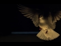 White dove