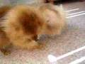 Pomeranian twins wrestling