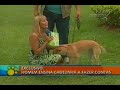 R.B.M. Adestramento - Late Show (RedeTv) R.B.M. Adestramento - Late Show (RedeTv)