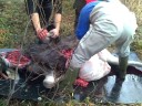 David Crockett suolistaa hirven. Harri Syrj�sen kives ohje.