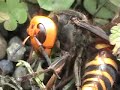 YouTube - Asian Giant Hornet - Suzumebachi