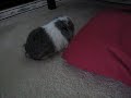 My guinea pigs playing My guinea pigs playing