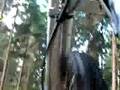 jack cannondale downhill lordswood lefty action