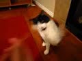 Mr. Q-tip - The Crazy Cat 3/3