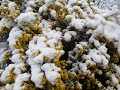 snow in April! in Cookham