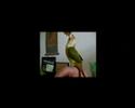 Nara the green cheek conure compilation Nara the green cheek conure compilation