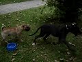 Pytheas & Kleio 