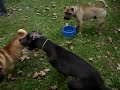 Pytheas & Kleio 