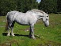 Ridskoalns ponnyer