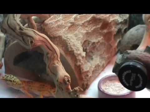 how to fertilize gecko eggs