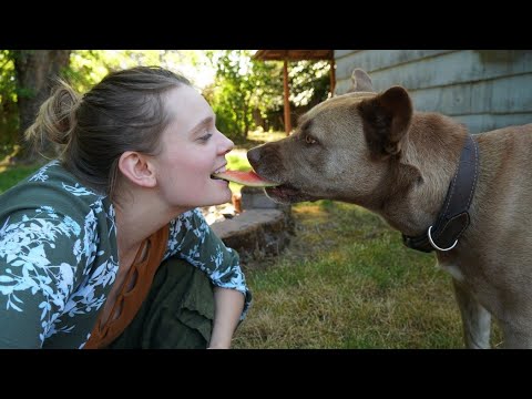 Top 10 Most Dangerous Dog Breeds