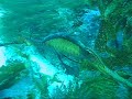 weedy seadragon