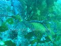 weedy seadragon