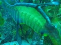 weedy seadragon