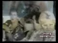 Videos muito loucos de mulheres a caírem