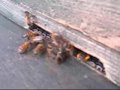 Honeybees defending hive from a wasp